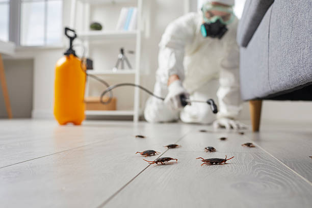 Post-Treatment Bed Bug Interceptor Monitoring in Shady Hills